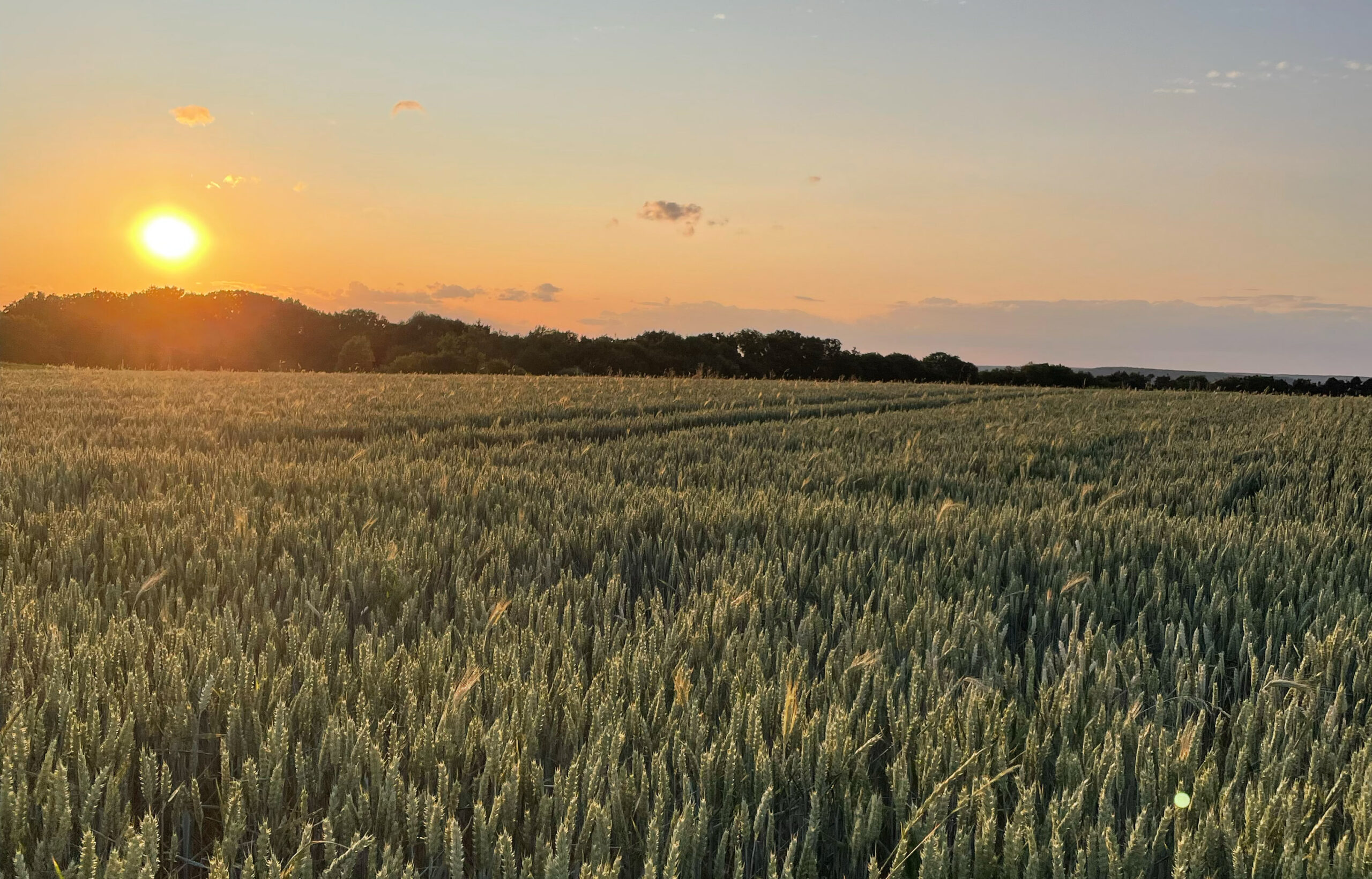 Aufgehende Sonne beleuchtet ein Weizenfeld